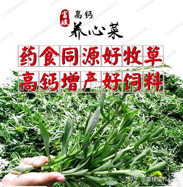 一次定植,可连续30年收获新鲜茎叶 药食同源好牧草  ◆鲜草喂饲 养心