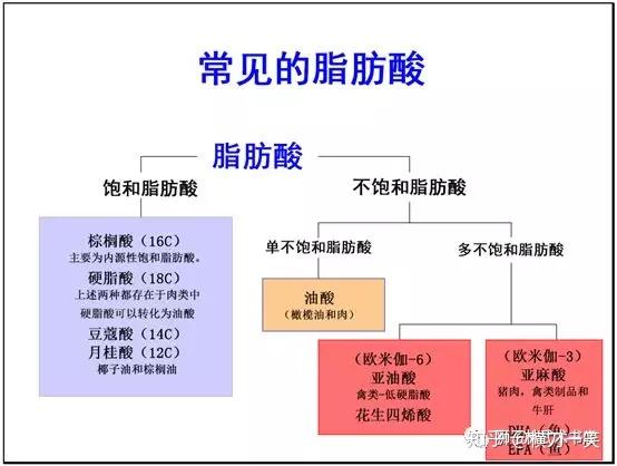 合成代谢方案好脂肪与坏脂肪