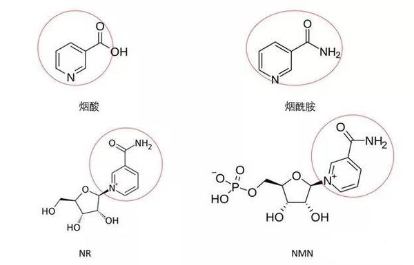 下面是四个nad 前体的化学式.