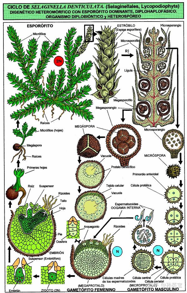科学绘画||来自泥盆纪时期的蕨类植物
