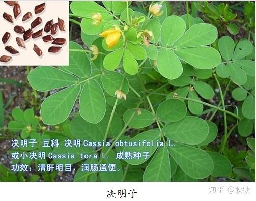 80后的小时候在村里随处可见的植物你还认识吗