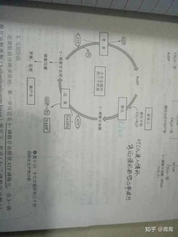 c3途径 即卡尔文循环