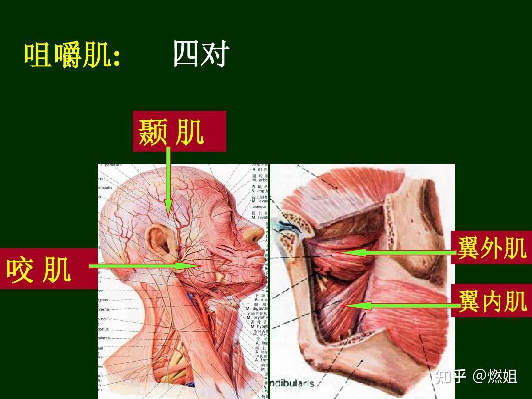 翼内肌怎么瘦