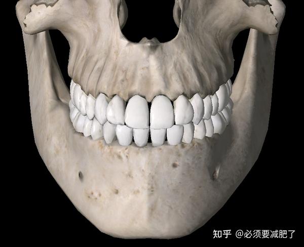 这是正常的牙齿与骨头,倘若我们把所有的牙都拔了,看看是什么样的?