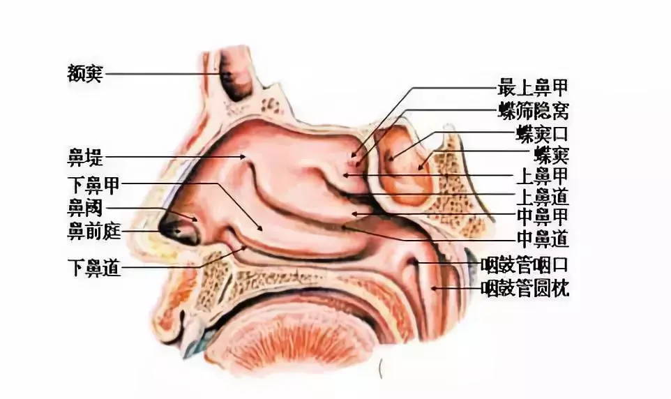 大约在150年以前,kolliker和kohlrauch等人就首次描述了鼻腔内这种