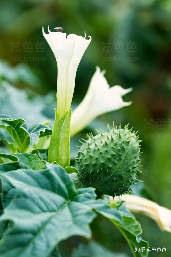 曼陀罗又名洋金花,白花曼陀罗,风茄花等,属茄科曼陀罗属.