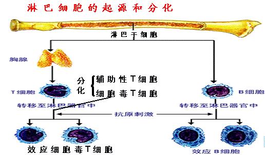 t淋巴细胞外周免疫器官免疫记忆表面抗原受体表面受体