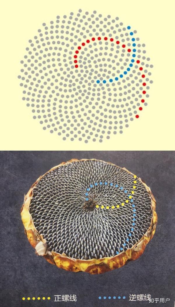 向日葵花盘上的葵花籽排列符合斐波那契数列规律