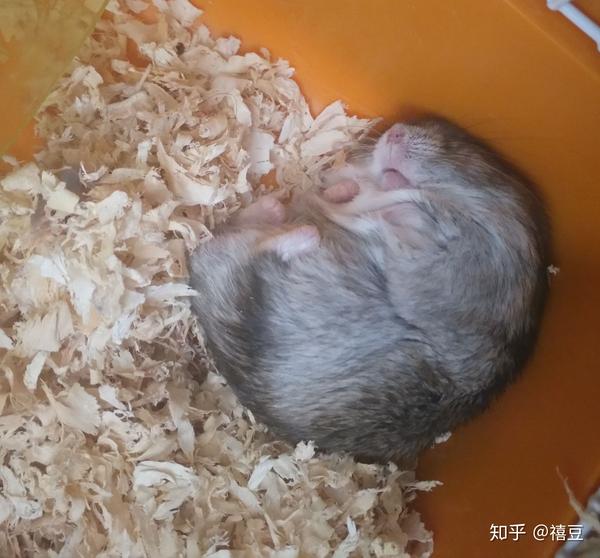 仓鼠睡觉时是怎样的?