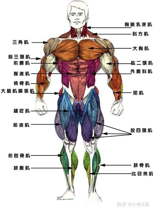 按照肌肉群分,我们的锻炼部位,主要分为,胸肩背腰腹手脚.