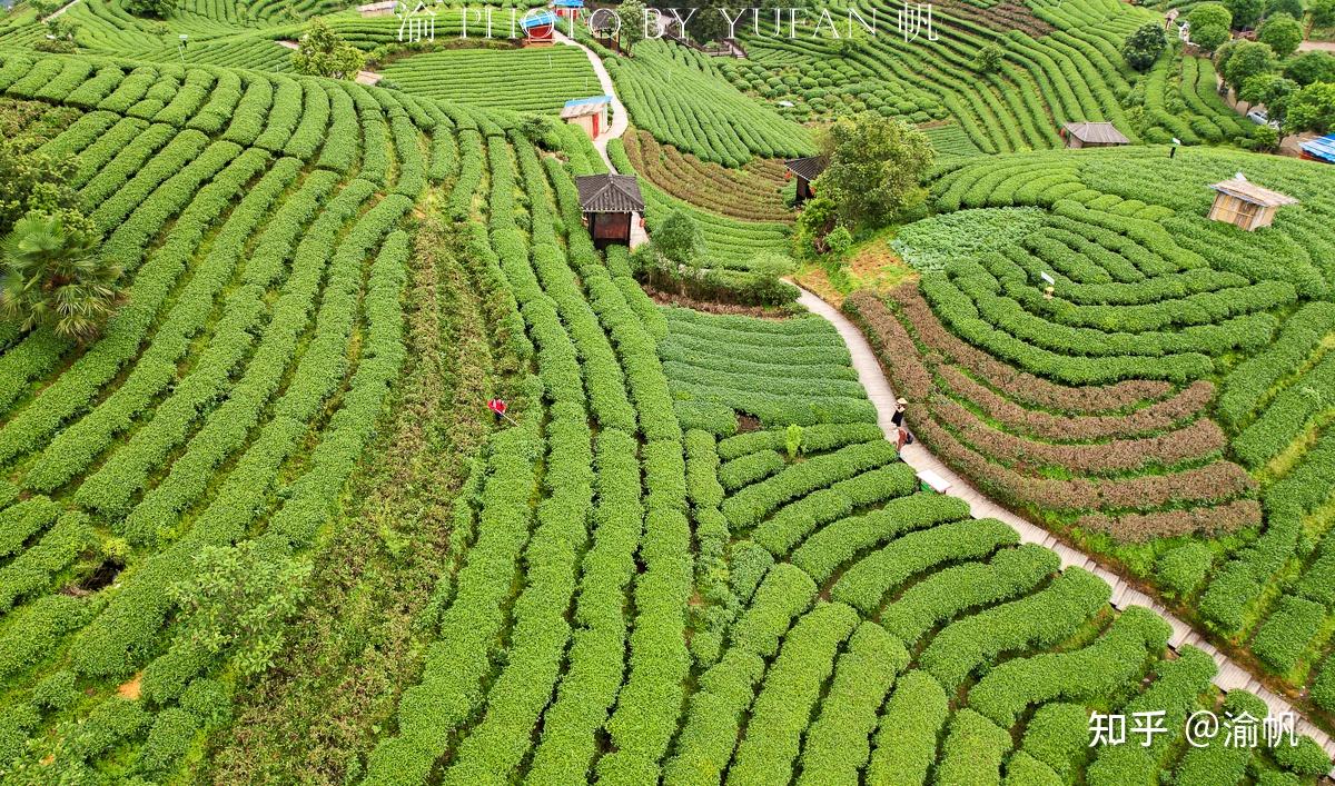 广西最美的茶园,藏于桂黔湘交界的大山中,空中俯瞰如大地指纹