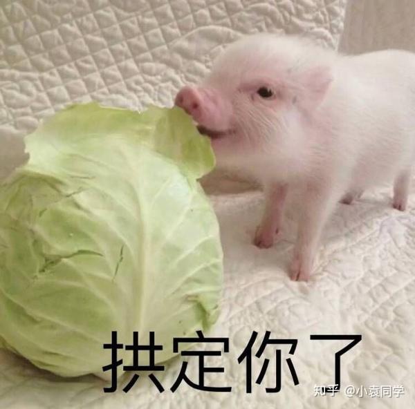 微信和姑娘聊天发什么表情好?