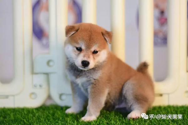 小柴君家一只网红柴犬的蜕变
