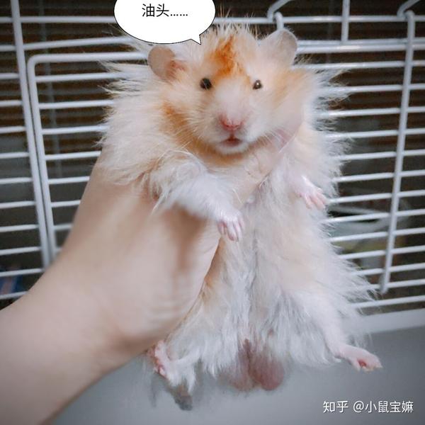 长毛金丝熊(叙利亚仓鼠)打理注意事项