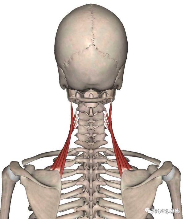 头颈部疼痛之肩胛提肌触发点疗法