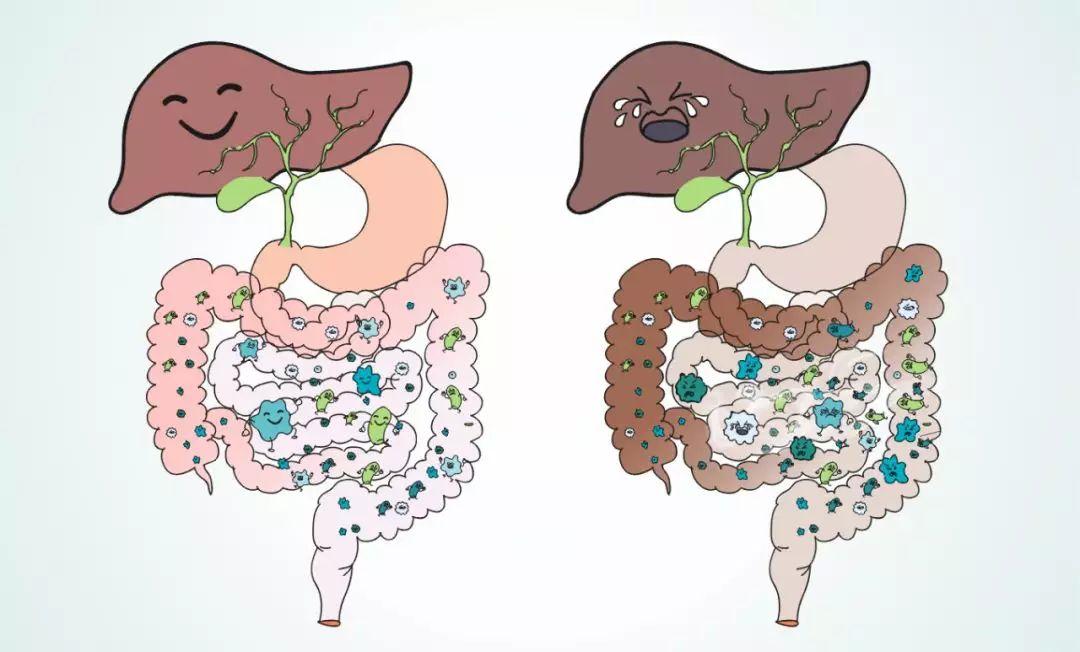 认为肠道菌群调节可作为癌症治疗的重要辅助手段
