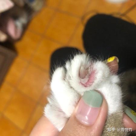 猫咪指甲根部红肿怎么回事