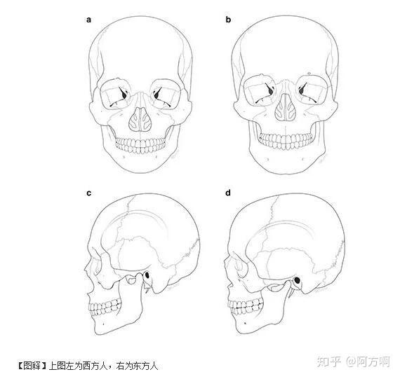 东方人年轻时比较统一的特征主要有:塌鼻梁,大饼脸,短/后缩