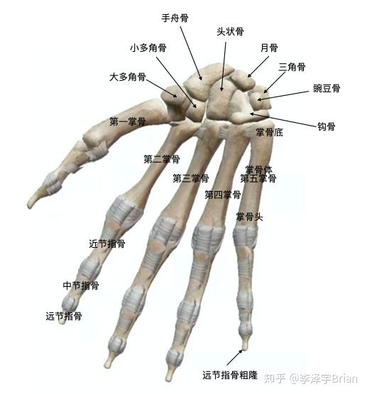 右侧手骨