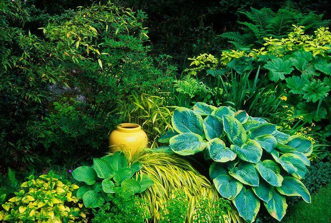 上海一休园艺/花园植物搭配技巧