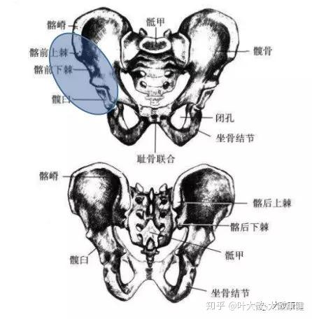 从"根骶疗法"看骨盆手法松解