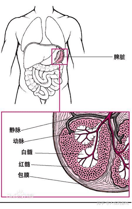 新型冠状病毒281:b淋巴细胞,脾,小梁,脾索