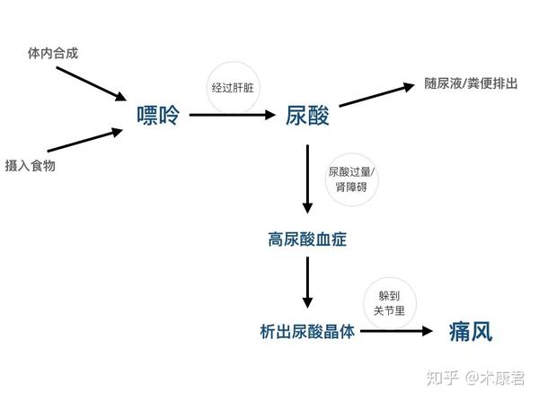 痛风是嘌呤合成代谢紊乱和尿酸排泄减少,血尿酸增高所导致的一组疾病.