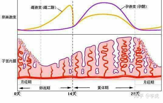 月经周期调节