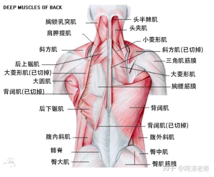 颈椎病涉及的主要肌肉有胸锁乳突肌,斜方肌,胸大肌,三角肌等等