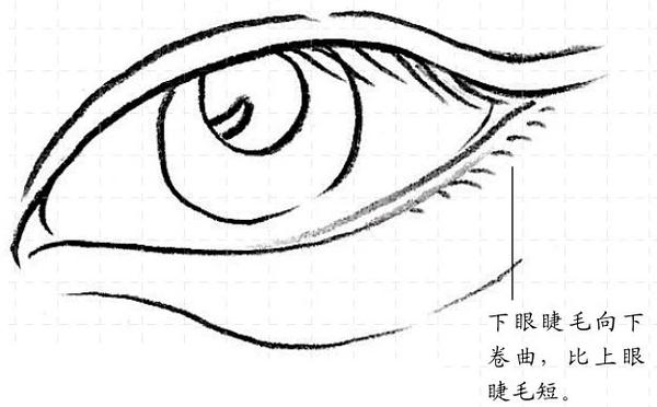 素描入门五官眼睛的画法步骤讲解