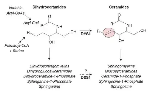 des1酶能够移除二氢神经酰胺上的两个氢原子,让其成为神经酰胺(图片