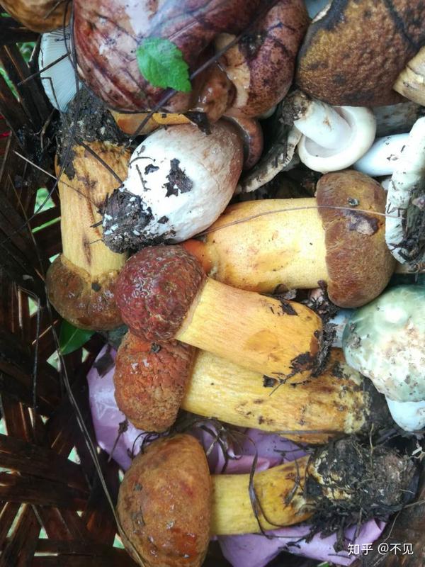 吃菌子季节到了,求科普下云南人常吃的野生菌品种?