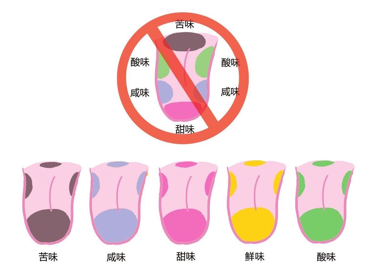 味觉:舌尖上的神经科学