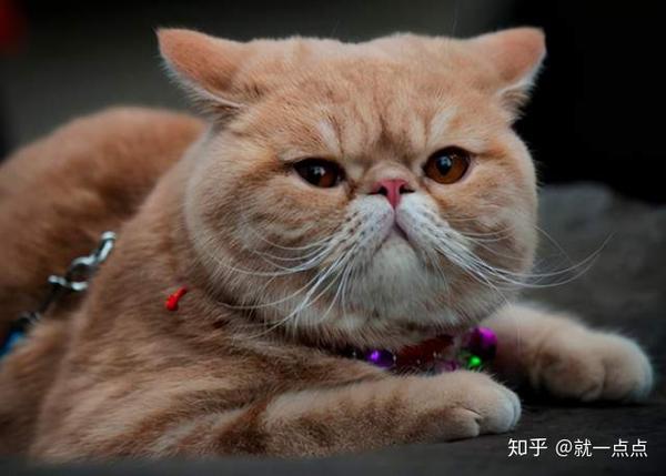 加菲猫有泪痕怎么办