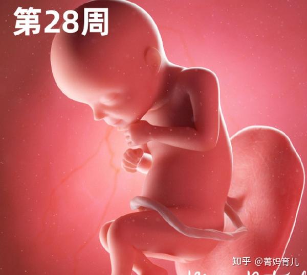 孕31周 每天在妈妈的肚子里面翻筋斗的胎宝宝,慢慢