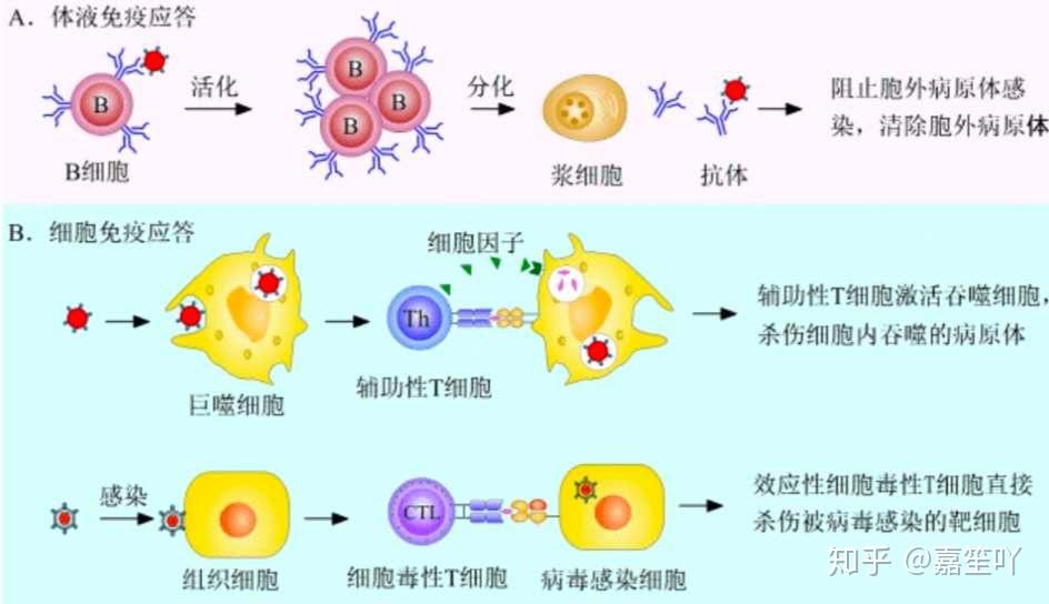 (二)适应性免疫(一)固有免疫应答是生物在长期进化中逐渐形成的,个体