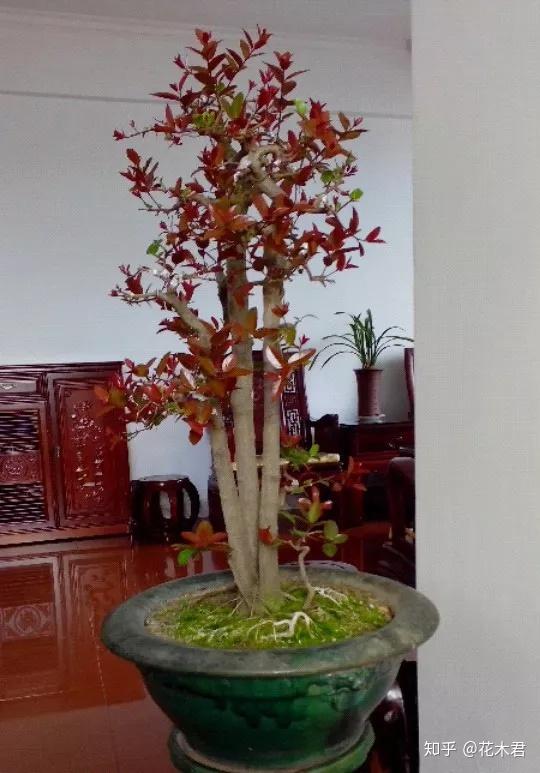 红牛盆景的鉴赏与栽培养护