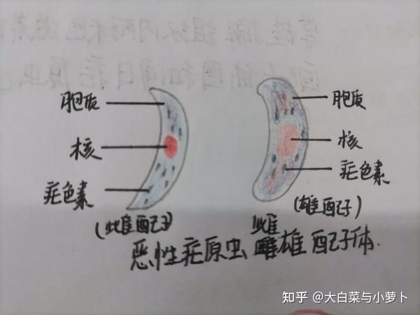 6.恶性疟原虫雌雄配子体