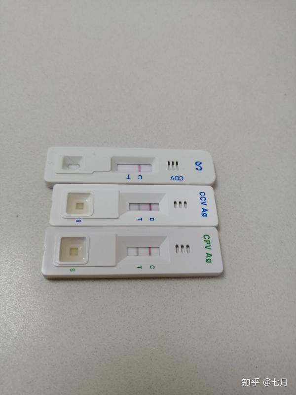 幼犬细小病毒,冠状病毒