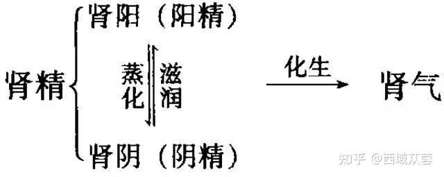 肾精化生肾阴肾阳补肾精就相当于在补肾阴和肾阳吗