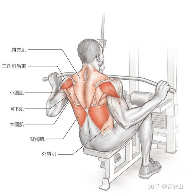 次要训练肌群:大菱形肌,小菱形肌,大圆肌,小圆肌,冈下肌,外斜肌