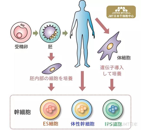 jmt日本干细胞如何使用细胞的力量恢复身体功能