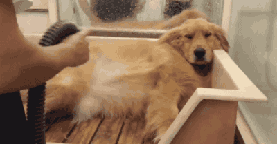 养只金毛一个月得花多少钱?