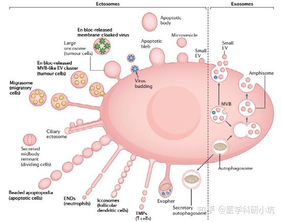 Nat Rev Immunol