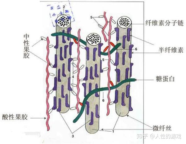 新型冠状病毒100纤维素半纤维素木质素几丁质甲壳质