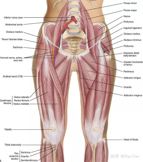 是 大腿内侧或后侧肌肉(包括臀部肌肉)弱;x型腿则多是 大腿外侧肌肉群