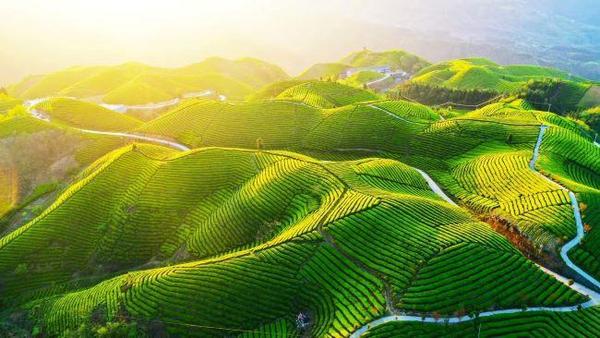 "花海茶园":在传统的茶叶种植基地栽种金银花,樱花等观赏花卉.