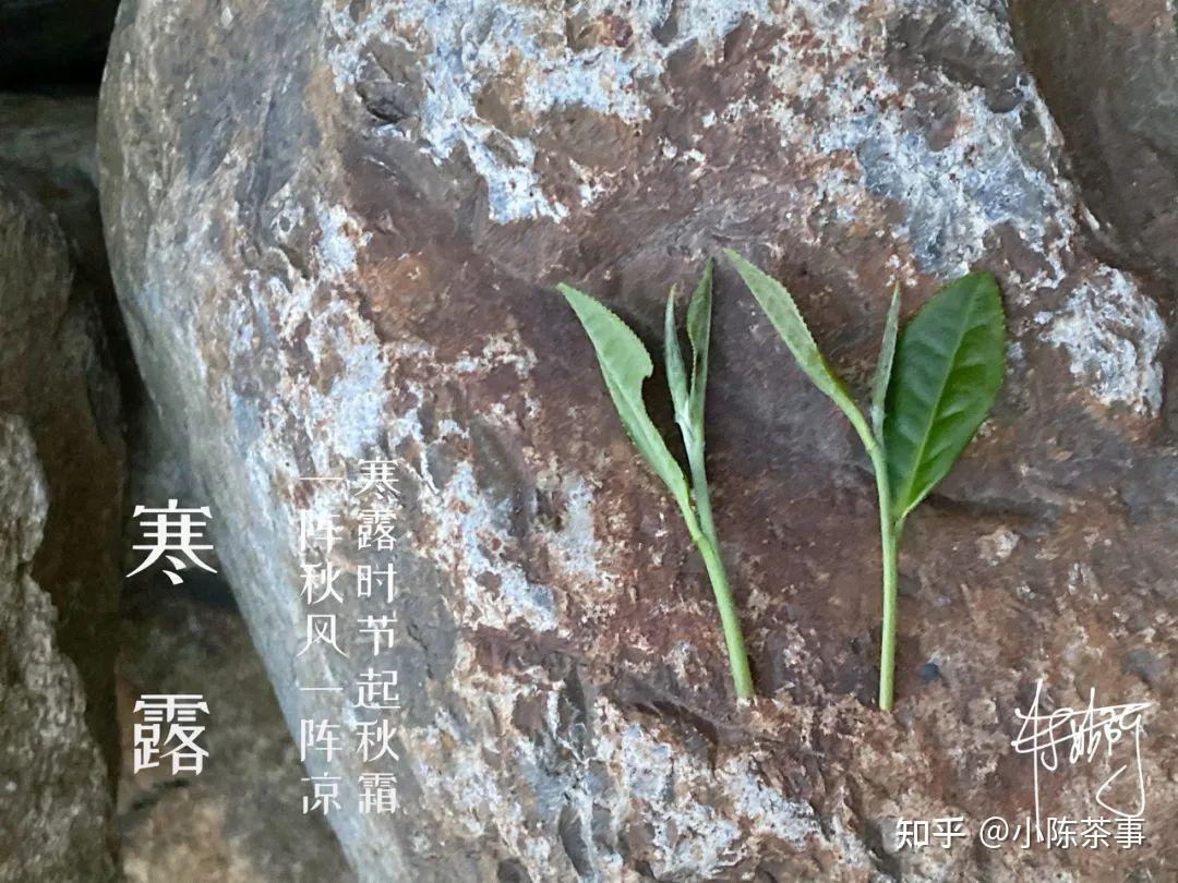 2021年的秋白茶无论白露茶秋分茶寒露茶都有哪些特征呢
