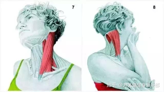 9,颈部伸展拉伸锻炼部位:胸锁乳突肌10,手压颈部侧曲锻炼部位:胸锁