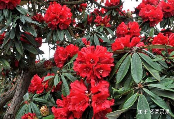 怎样养好杜鹃花
